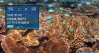 South Asia Emerges As Rare Coral Recovery Success